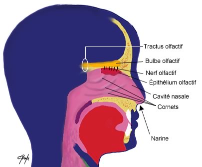 Situation de l´épithélium olfactif dans la cavité nasale
