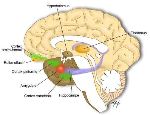 Zones du cerveau dédiées à l’olfaction